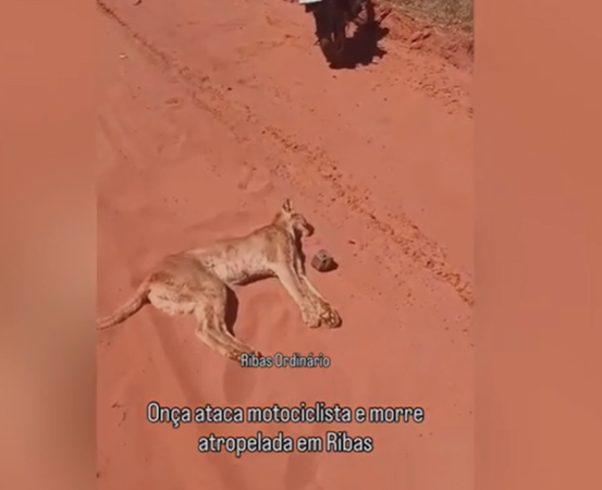 Imagem de compartilhamento para o artigo Motociclista relata ataque de onça-parda em rodovia de Ribas do Rio Pardo da MS Todo dia